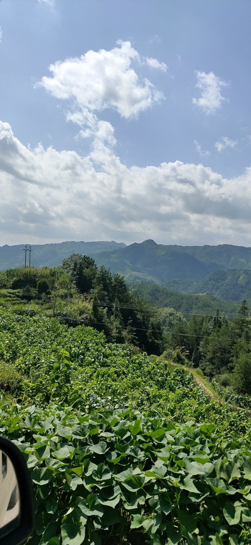 安徽岳西翠兰，自产自销，价格美丽