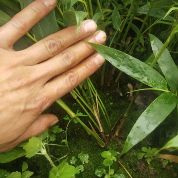 金佛山方竹袋苗