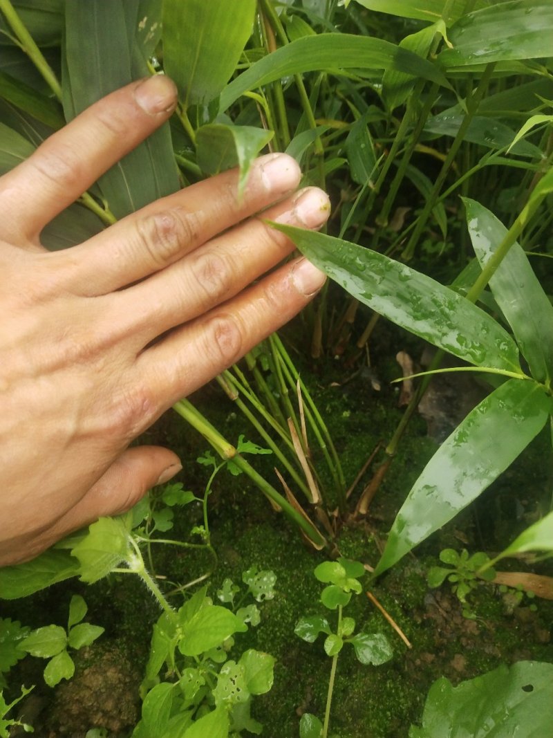金佛山方竹袋苗