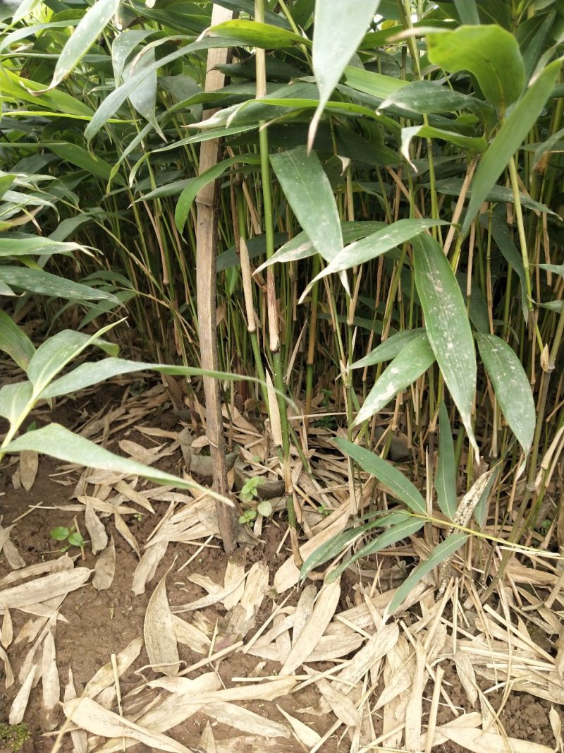 金佛山方竹袋苗