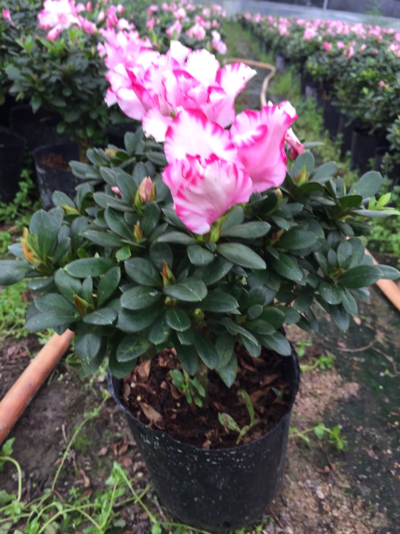 西玛杜鹃180杯盆栽花卉四季开花园林绿化景观苗木