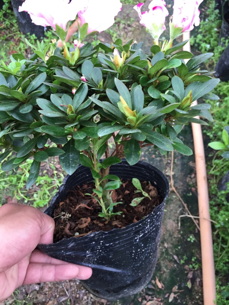 西玛杜鹃180杯盆栽花卉四季开花园林绿化景观苗木