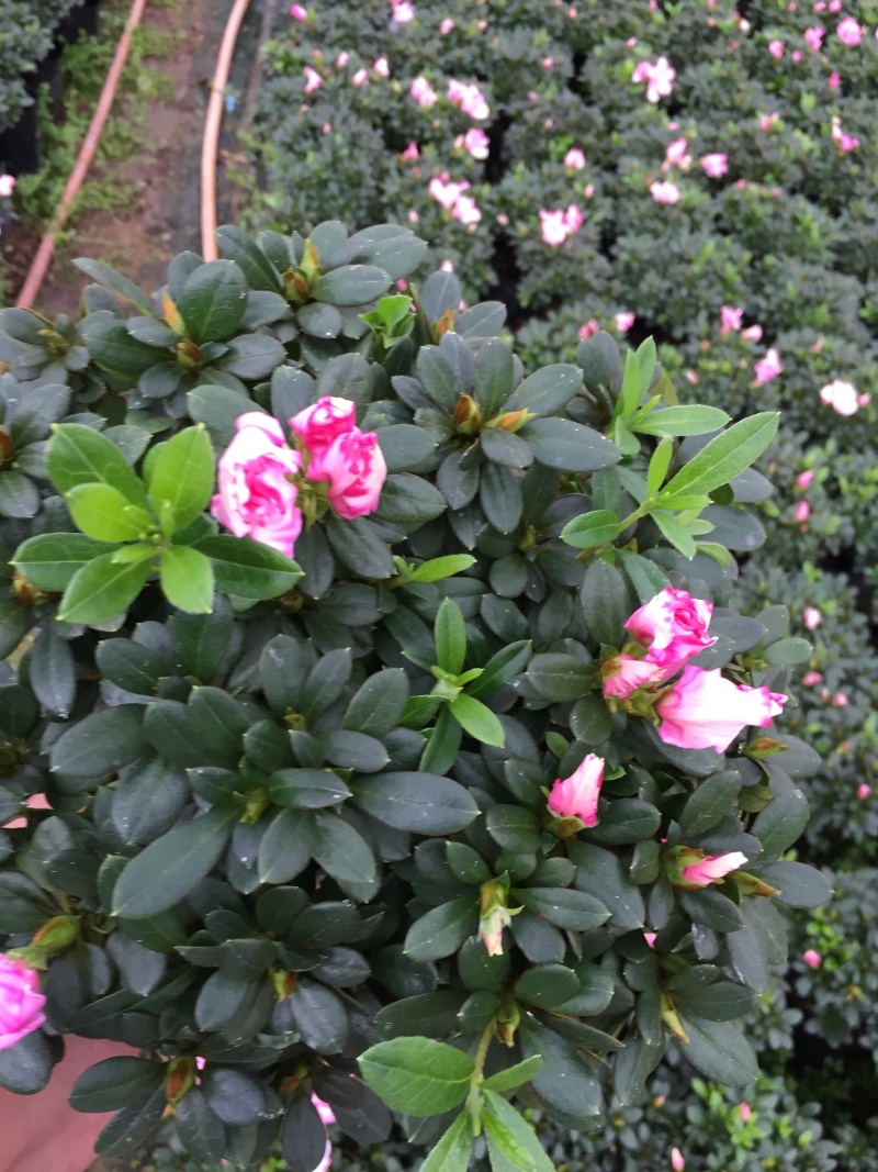 西玛杜鹃180杯盆栽花卉四季开花园林绿化景观苗木