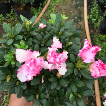 西玛杜鹃180杯盆栽花卉四季开花园林绿化景观苗木