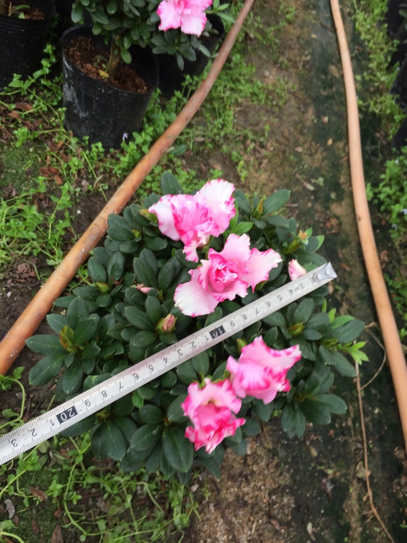 西玛杜鹃180杯盆栽花卉四季开花园林绿化景观苗木