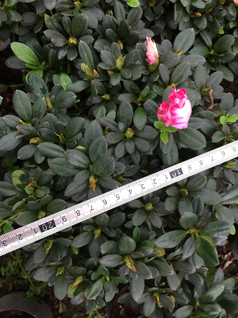 西玛杜鹃180杯盆栽花卉四季开花园林绿化景观苗木