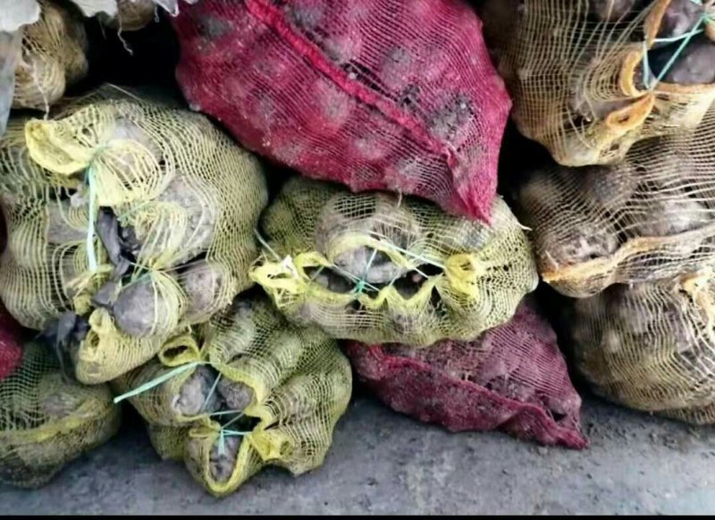 魔芋，新鲜魔芋上市