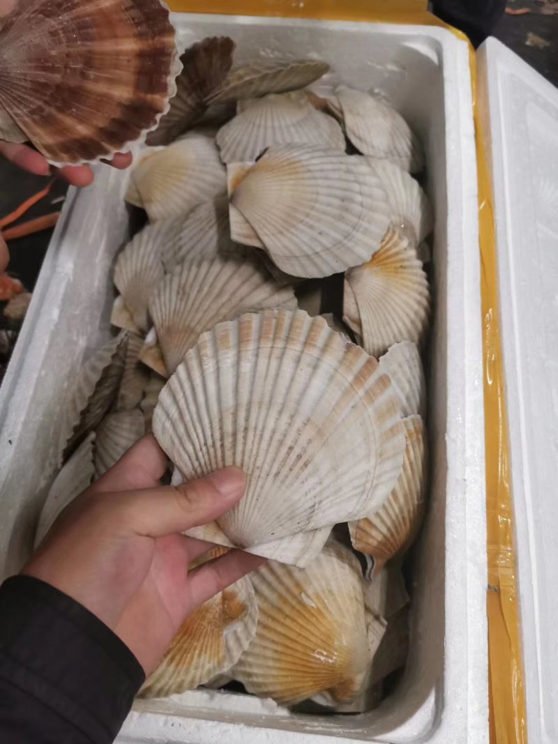 东港冷冻无冰衣夏贻贝，新鲜也有货