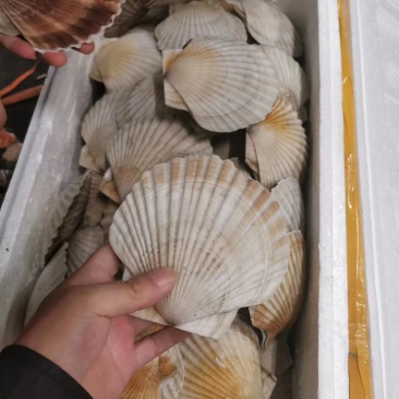 东港冷冻无冰衣夏贻贝，新鲜也有货