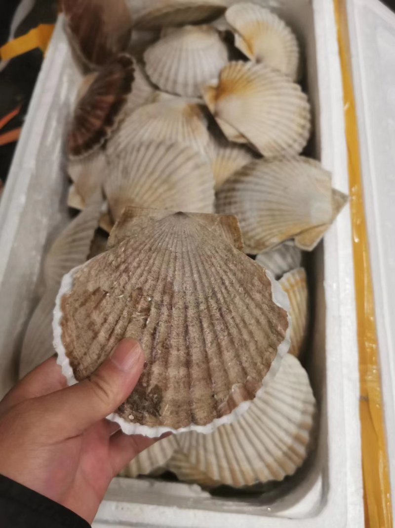 东港冷冻无冰衣夏贻贝，新鲜也有货