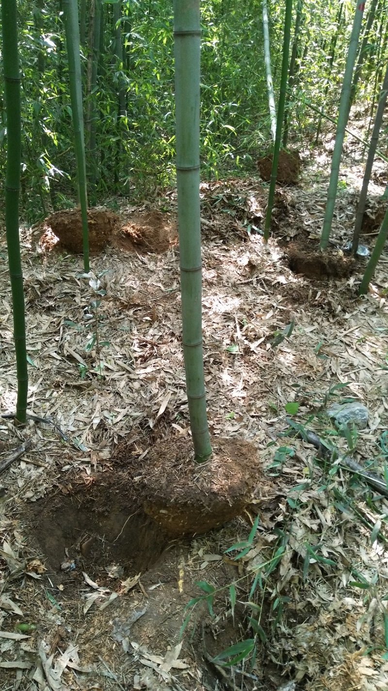 竹子