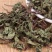 薄荷产地直销量大从优