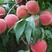毛桃树苗2–3生壮苗毛桃树苗成活率高水蜜桃雪桃