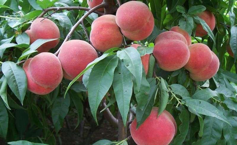 毛桃树苗2–3生壮苗毛桃树苗成活率高水蜜桃雪桃