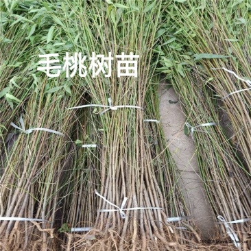 毛桃树苗2–3生壮苗毛桃树苗成活率高水蜜桃雪桃