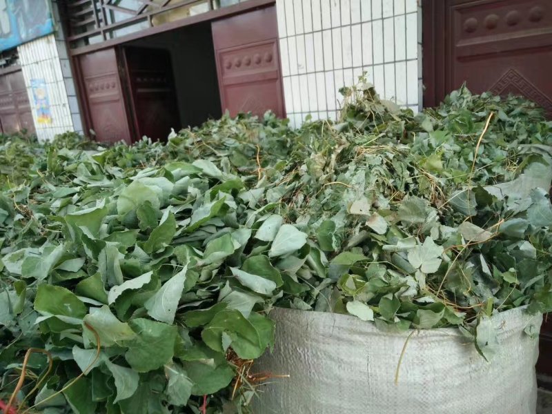 淫羊藿叶全野生小圆叶高含量