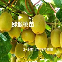 猕猴桃2–3年壮苗当年挂果红心绿心黄心软枣种苗