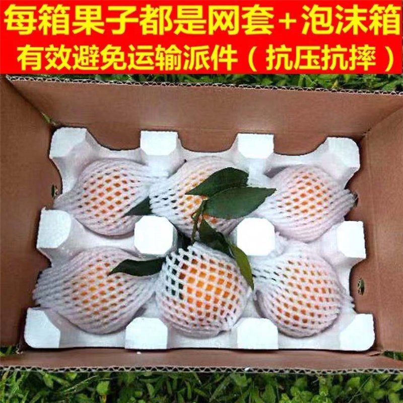 云南蜜桔