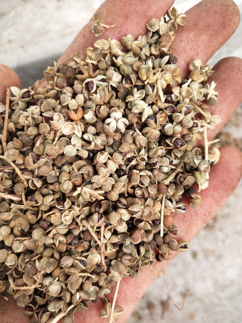花椒