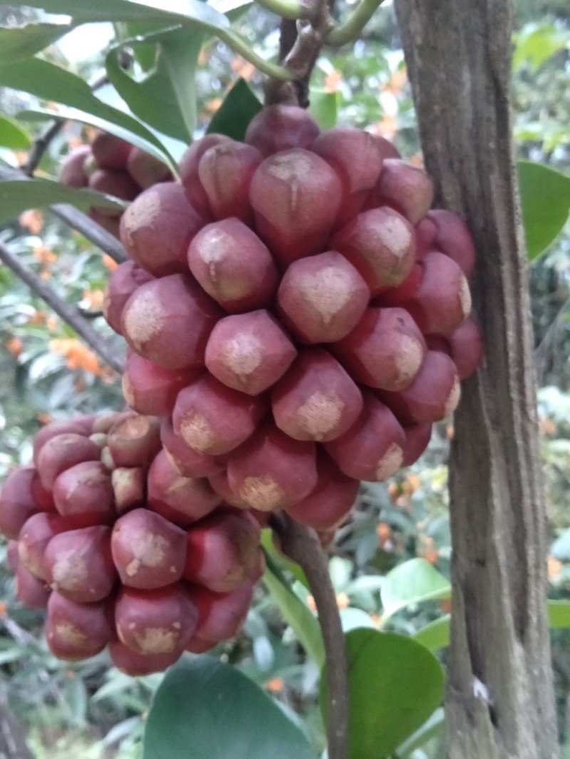 黑老虎