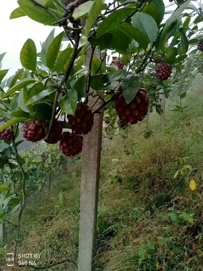 黑老虎