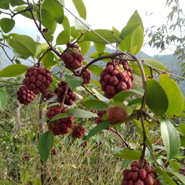 黑老虎