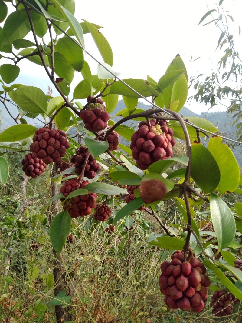 黑老虎