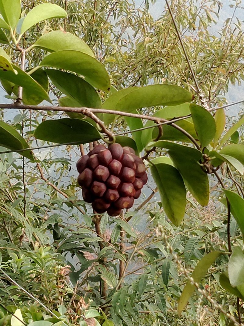 黑老虎