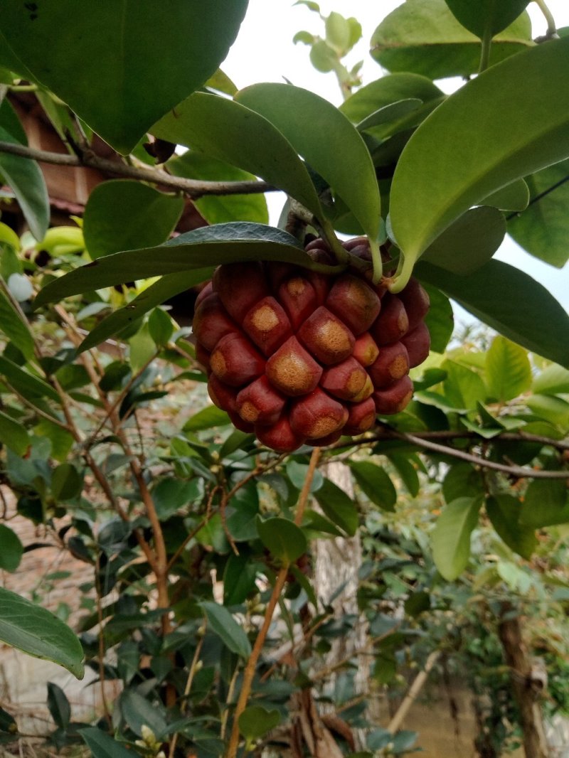 黑老虎