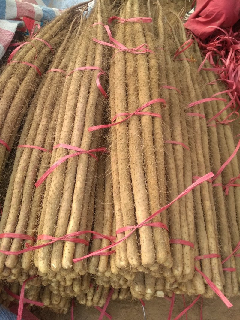 铁棍山药黄河故道的沙土地山药【欢迎咨询】保证质量