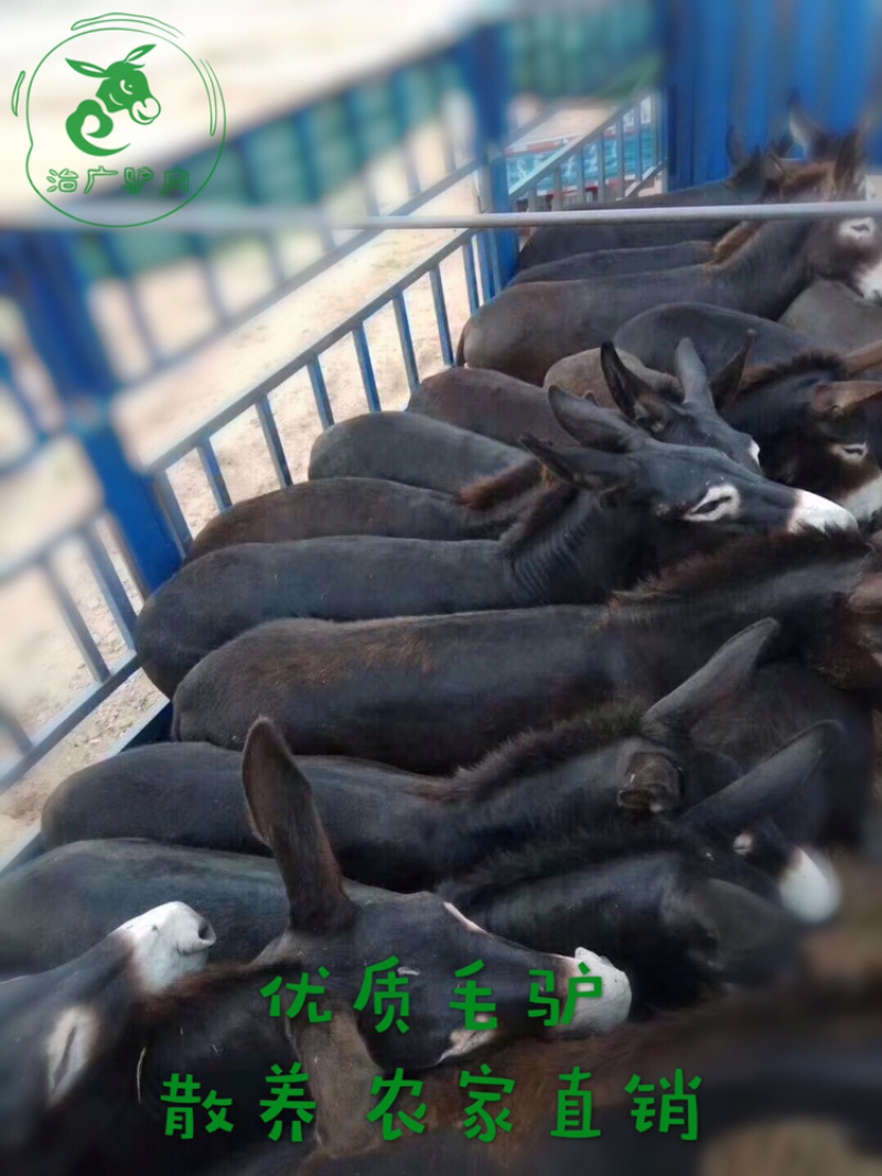 卤肉熟驴肉熟驴头驴鞭驴踢新鲜驴肉现杀驴肉驴心驴肝