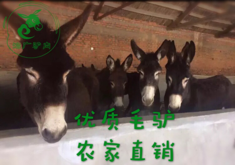卤肉熟驴肉熟驴头驴鞭驴踢新鲜驴肉现杀驴肉驴心驴肝