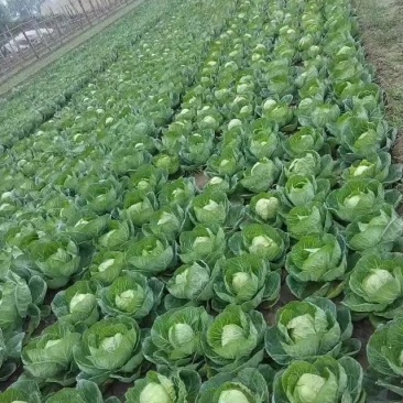 甘蓝，金乡精品圆包菜已上市，欢迎有需要的客户前来联系