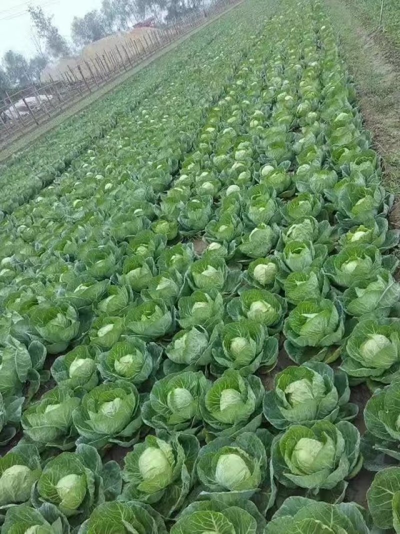 甘蓝，金乡精品圆包菜已上市，欢迎有需要的客户前来联系