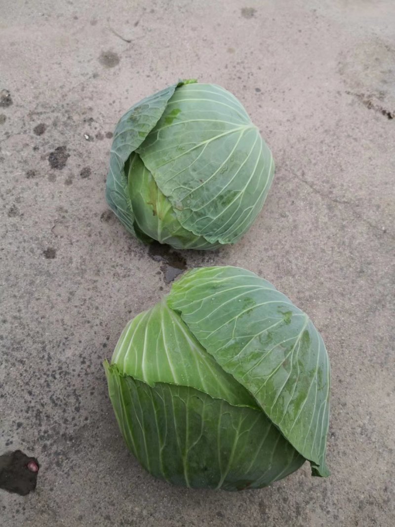 甘蓝，金乡精品圆包菜已上市，欢迎有需要的客户前来联系