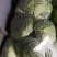 甘蓝，金乡精品圆包菜已上市，欢迎有需要的客户前来联系