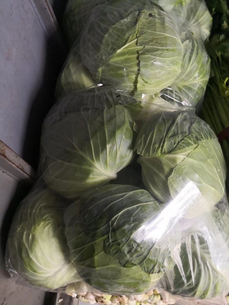 甘蓝，金乡精品圆包菜已上市，欢迎有需要的客户前来联系