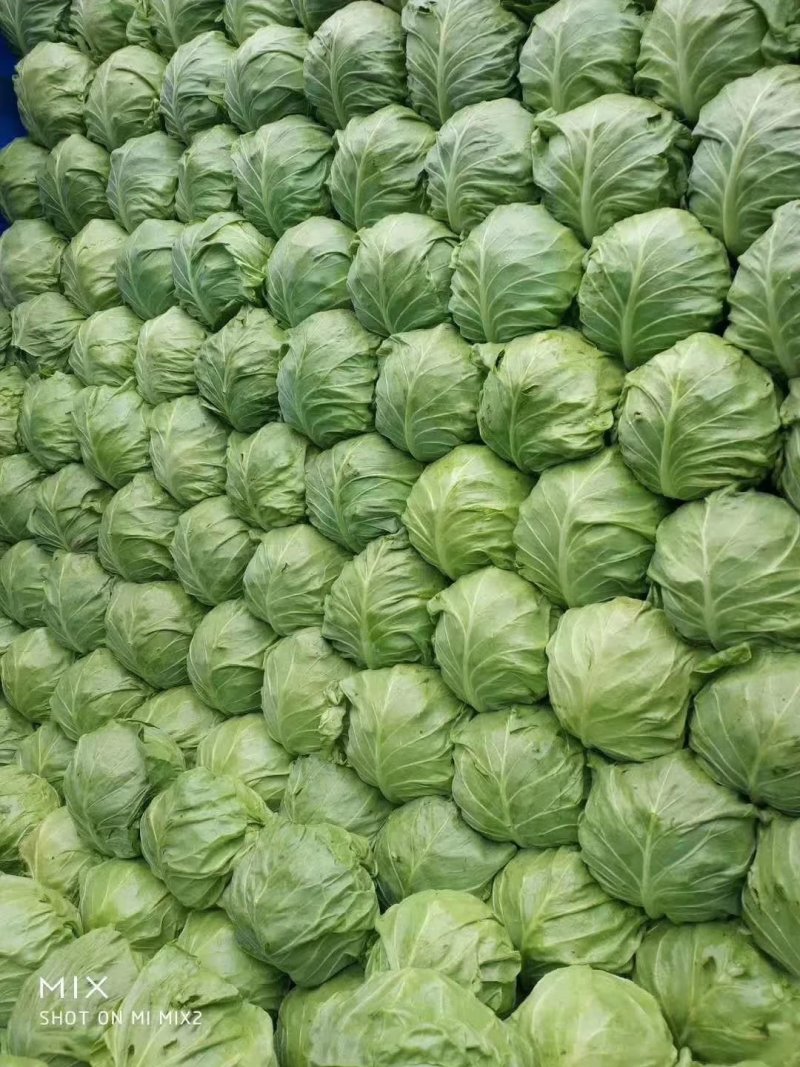 甘蓝，金乡精品圆包菜已上市，欢迎有需要的客户前来联系