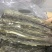 烧烤鳗鱼长期有货欢迎合作保质保量量大优惠