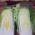 大白菜开始上市了，下单要快，无虫眼，无烧心