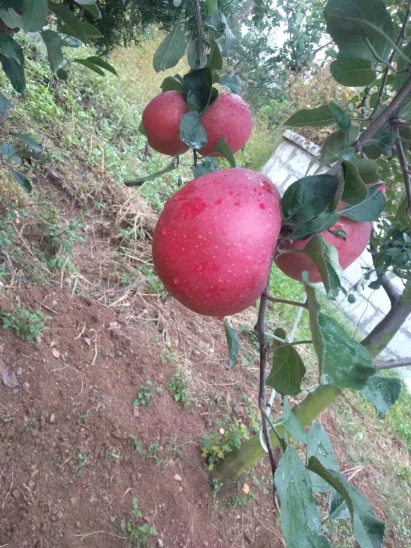 苹果