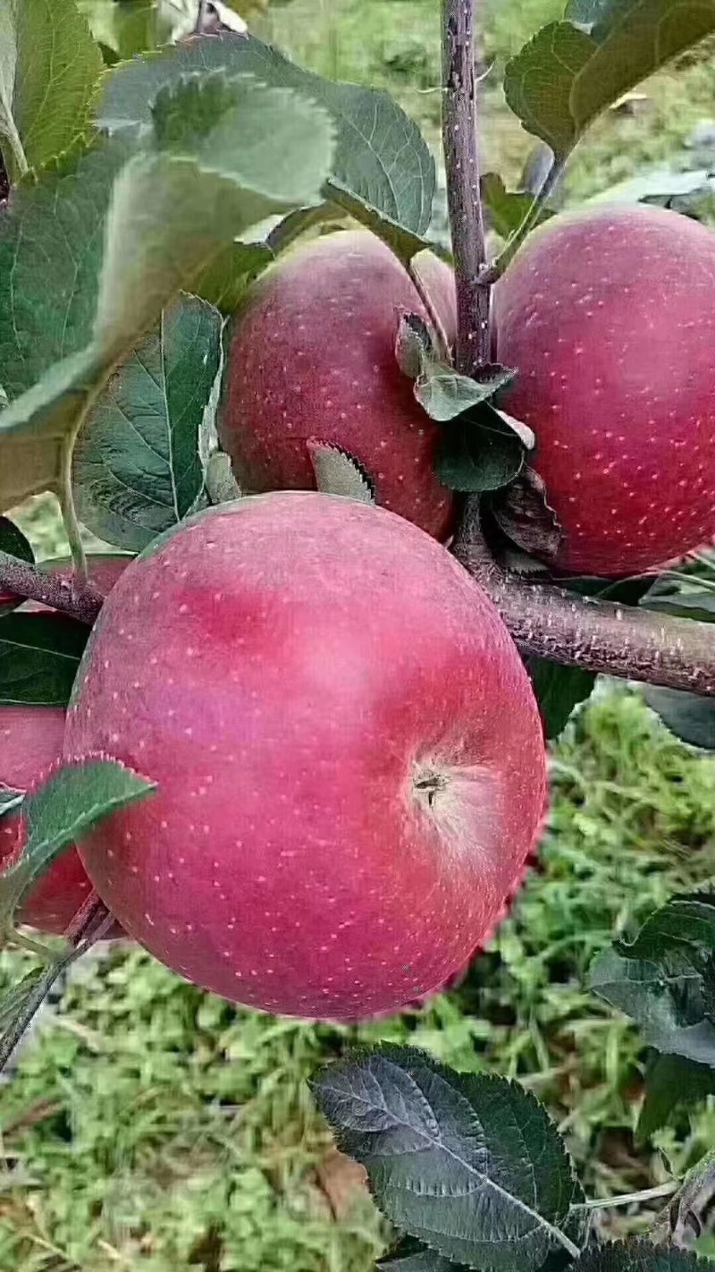 苹果