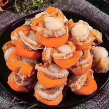 扇贝肉满黄新鲜现扒海鲜大个带膏带黄扇贝肉