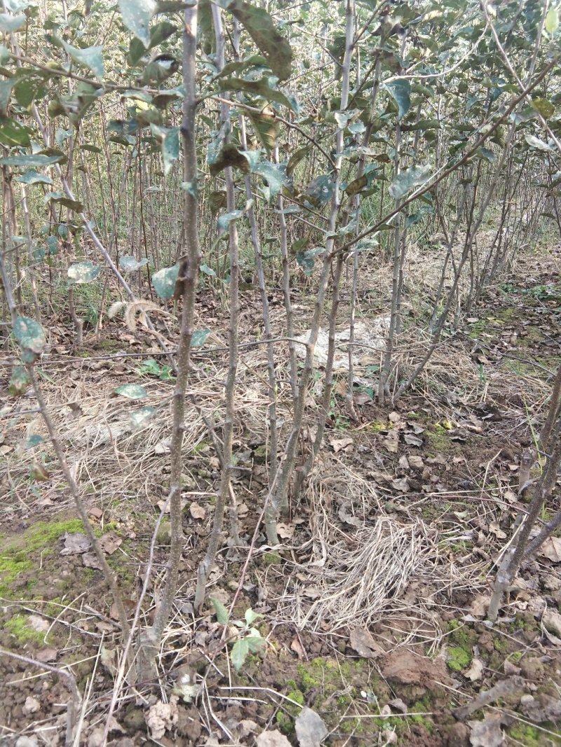 烟富八号乔化苹果树苗