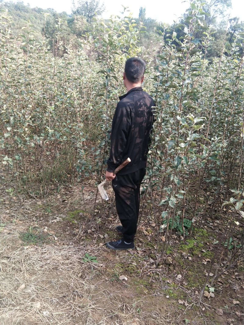 烟富八号乔化苹果树苗