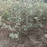 烟富八号乔化苹果树苗