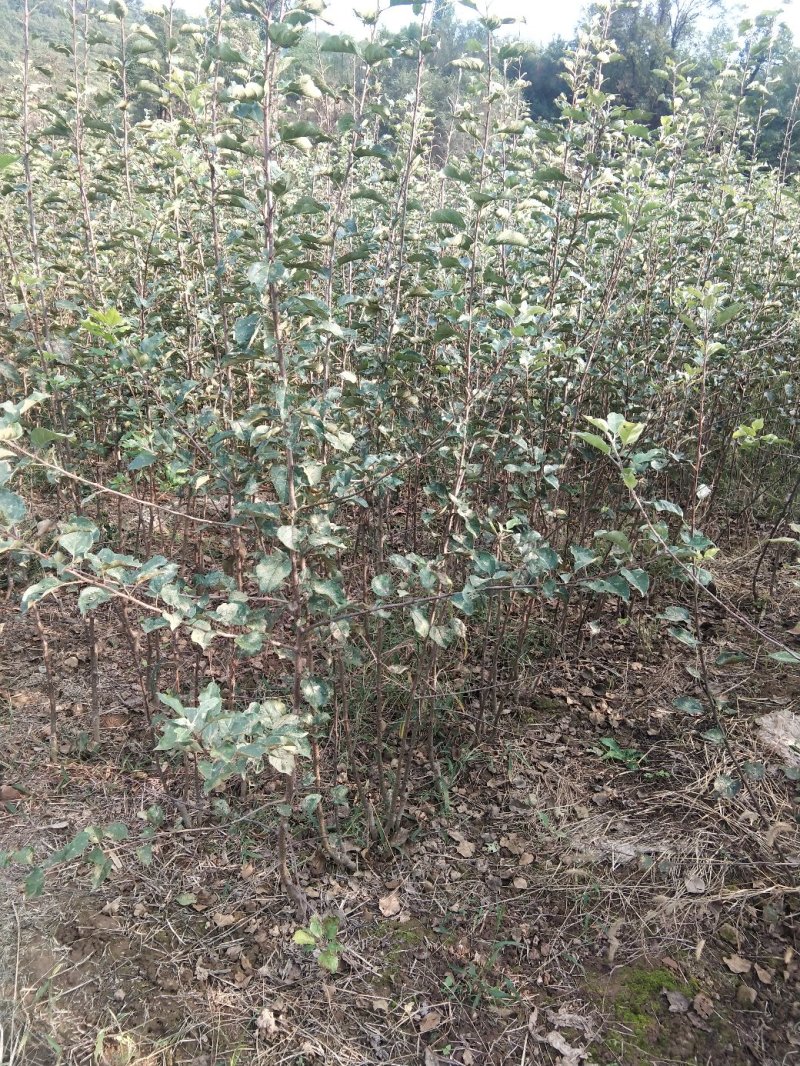 烟富八号乔化苹果树苗