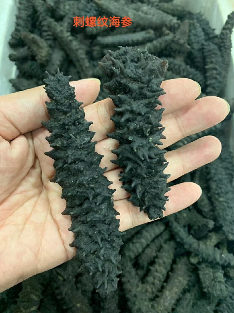【包邮批发价】海参一手货源500g