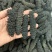 【包邮批发价】海参一手货源500g