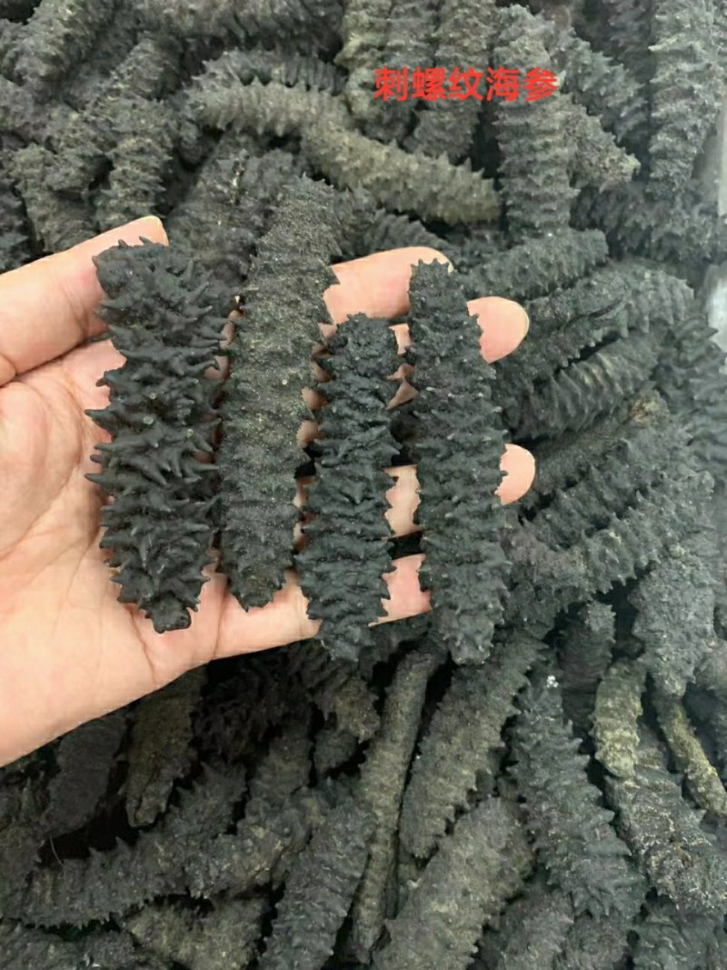 【包邮批发价】海参一手货源500g